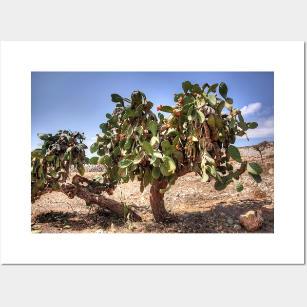 Opuntia ficus-indica Wall Art by tomg